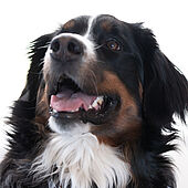 Wilma Feelgood Wilma Feelgood